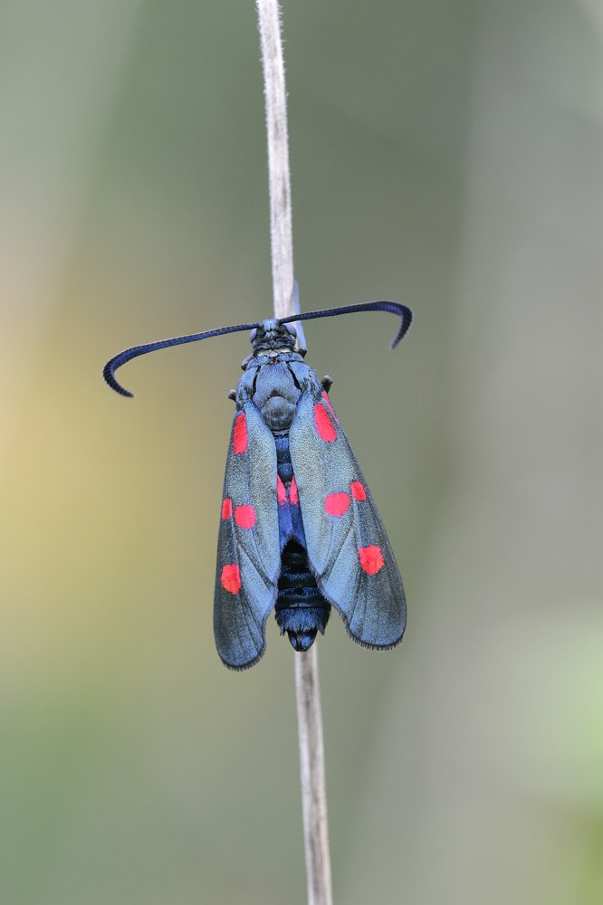 Zygaena da ID